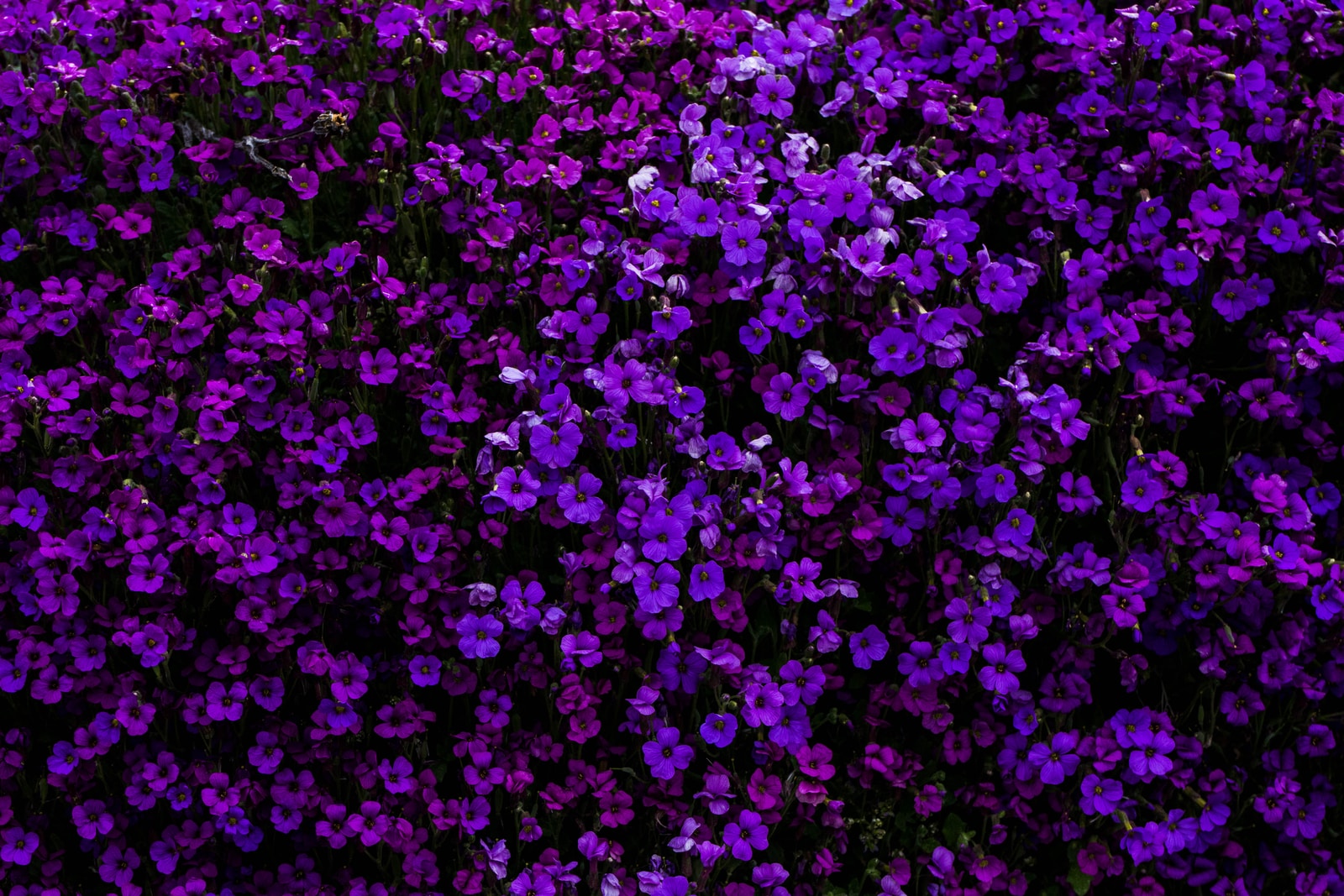 purple flowered hedge plants